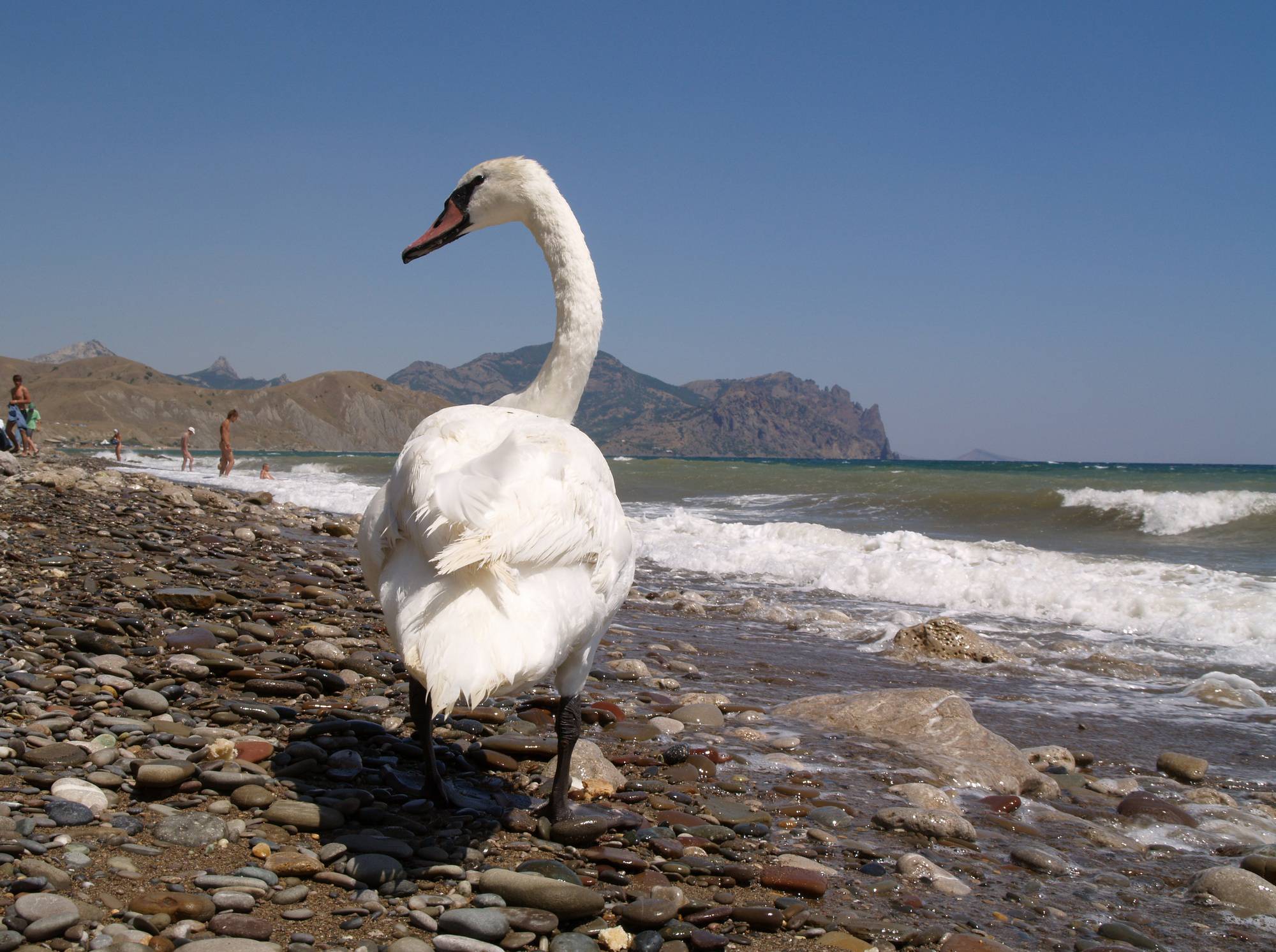 Purenudism Nude Ocean Swan Beauty - 3